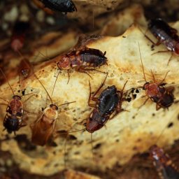 Cockroaches Problem